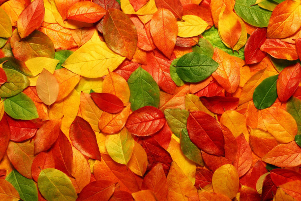 Autumn Leaf Wallpapers Top Free Autumn Leaf Backgrounds Wallpaperaccess