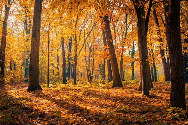 Beautiful Trail In Autumn Forest Sunshine Through The Trees Autumn
