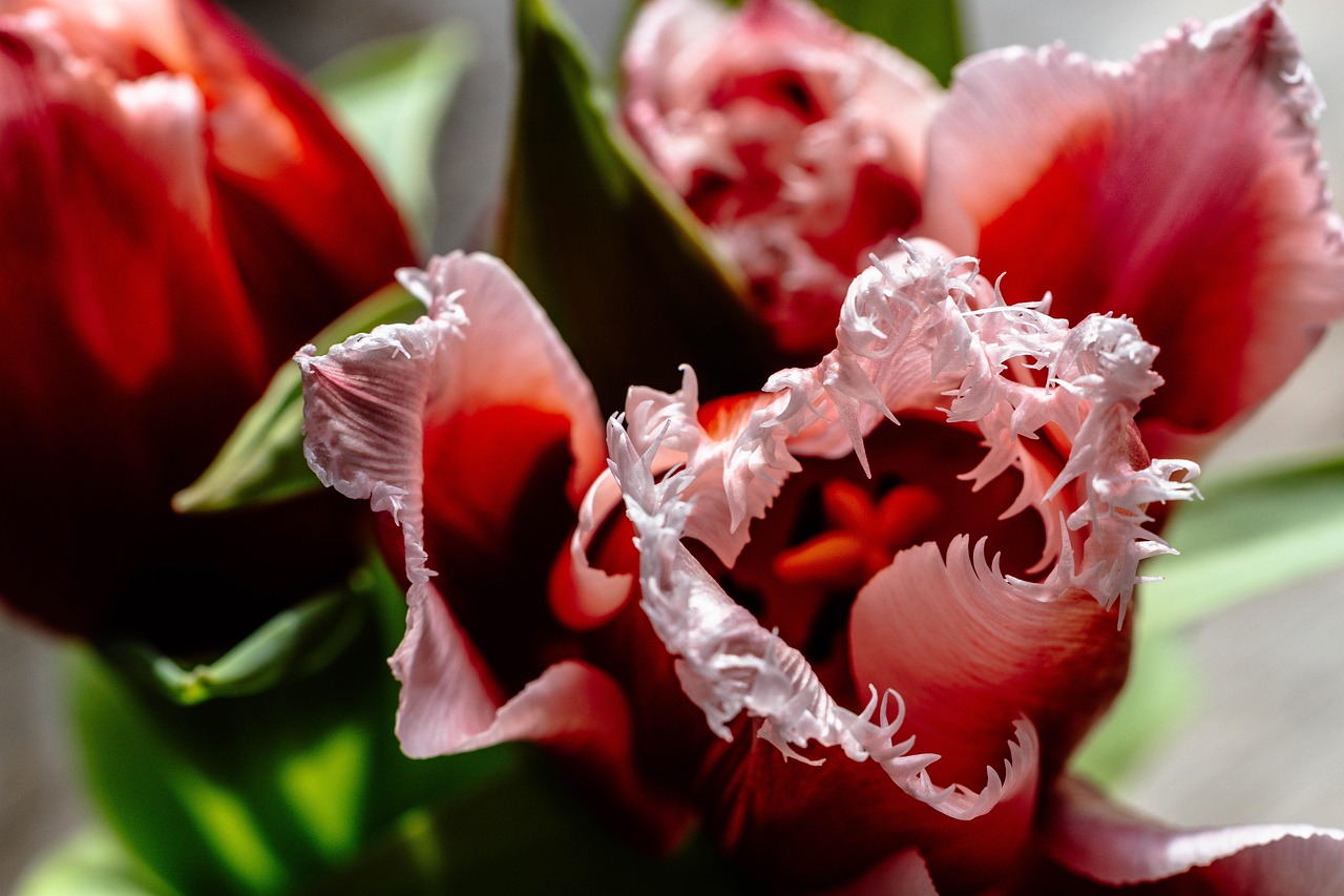 Close Up Of Flower On Plant