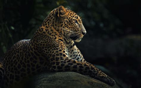 Jaguars Animals Nature Wallpapers Hd Desktop And Mobile Backgrounds