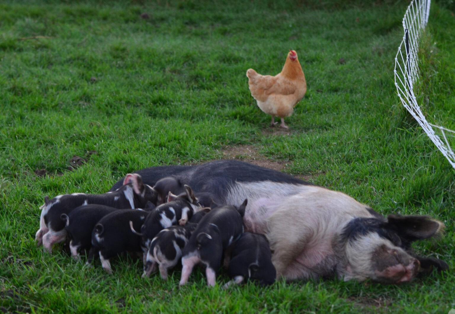 Unleashing The Idaho Pasture Pig Boar A Game Changer For Our Breeding Sows Youtube